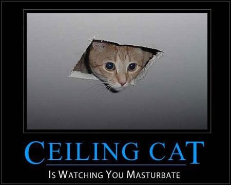 ceiling cat is watching you masturbate gato del techo