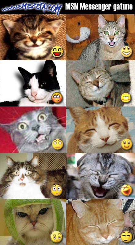 msn messenger cat gatos emoticonos