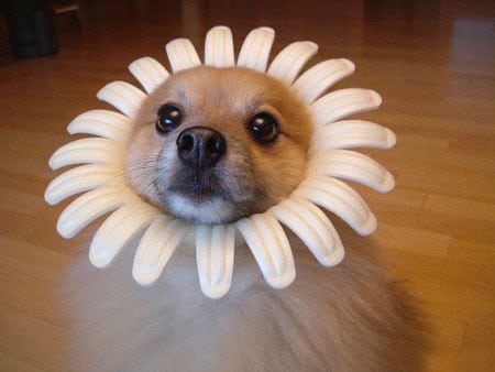 perrito en flor