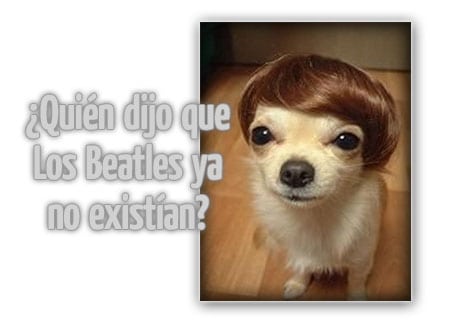 perro beatles peluca dog wig