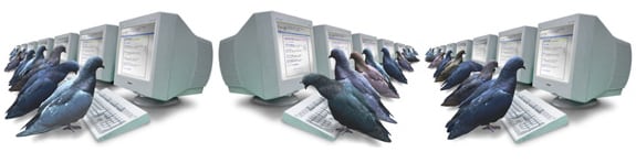 pigeonrank google