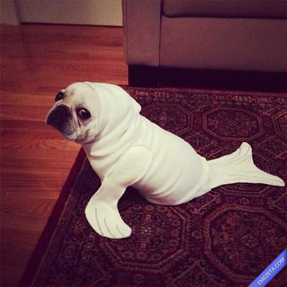 Disfraces de Halloween: Perro foca