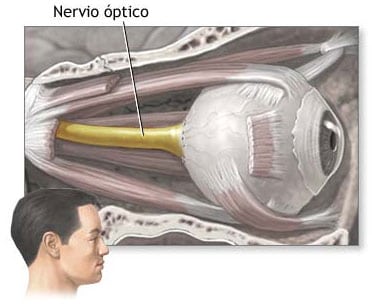 Nervio optico